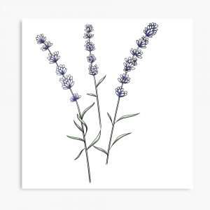 Lavander Vibes, fleur de lavande, création de design pour la saison de l'été, shop les produits sur Redbubble - Audrey Janvier 2024